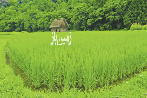 فروش زمین کشاورزی شمال ۲۰۰۰ متر جویبار روستای پهناب-1