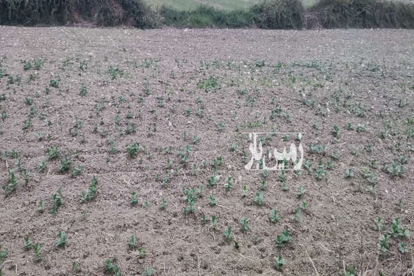 فروش زمین باغ گلستان ۳۷۵ متر گرگان ورودی روستای سدن-4