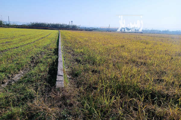 فروش زمین کشاورزی شمال ۲۷۰۰ متر ساری جنب روستای پایین لموک-1