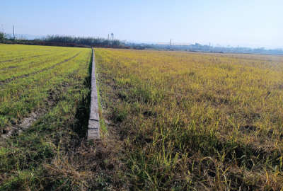 فروش زمین کشاورزی شمال ۲۷۰۰ متر ساری جنب روستای پایین لموک