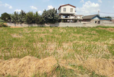 فروش زمین مسکونی شمال ۴۲۰ متر آمل روستای سالار محله