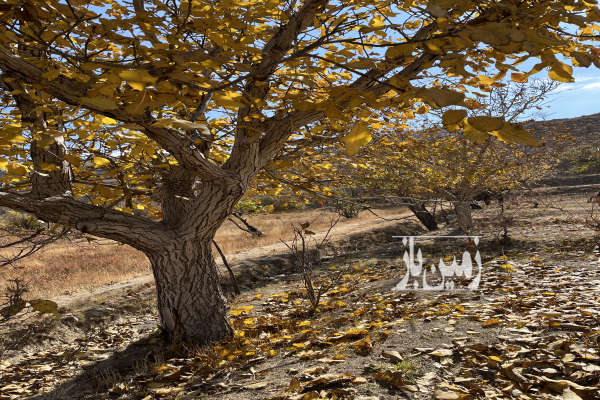 فروش زمین باغ مرکزی ۱۱۰۰ متر ساوه روستای بالقلو-1