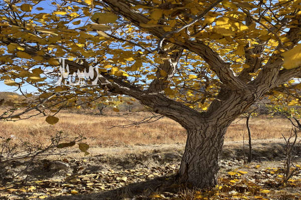 فروش زمین باغ مرکزی ۱۱۰۰ متر ساوه روستای بالقلو-2