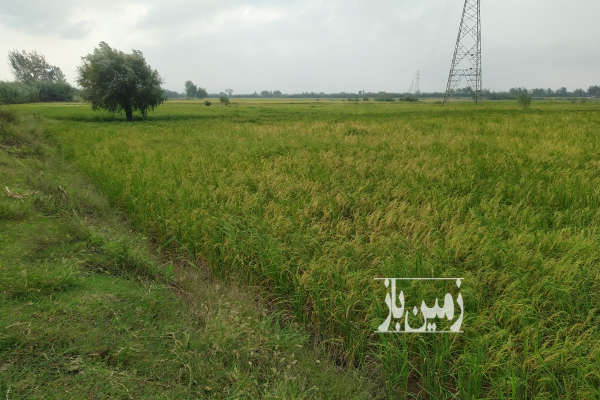 فروش زمین کشاورزی شمال ۲۰۰۰ متر آمل جاده بابل درزیکلای بزرگ-1