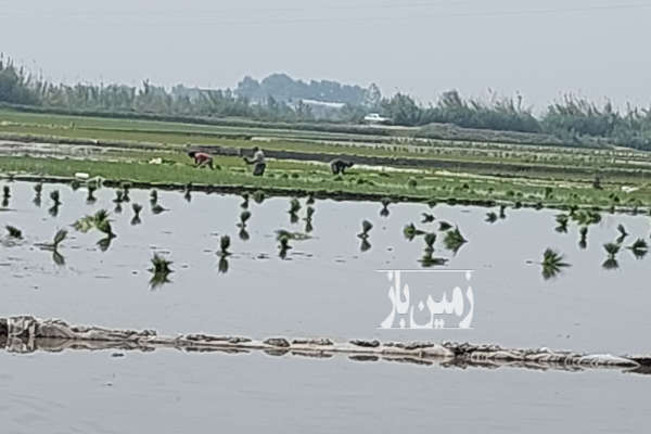 فروش زمین کشاورزی شمال ۲۰۰۰ متر آمل جاده بابل درزیکلای بزرگ-2