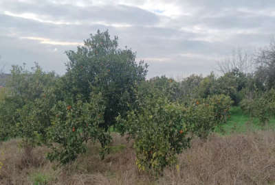 فروش زمین کشاورزی شمال ۳۰۰۰ متر ساری جاده قایمشهر روستای کردخیل