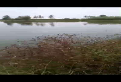 فروش زمین کشاورزی گیلان ۱۳۸۰۰ متر رشت فلکده روستای گلشن