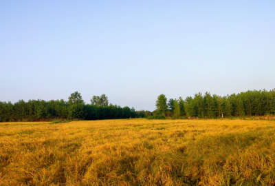 فروش زمین کشاورزی گیلان ۵۰۰۰ متر آستانه اشرفیه روستای کارسیدان