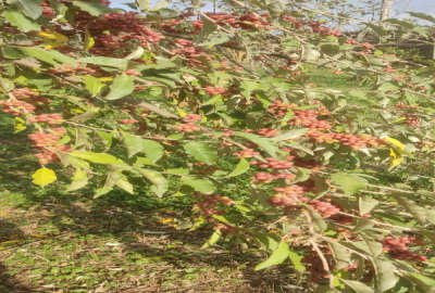 فروش زمین مسکونی گیلان ۱۶۷ متر رشت حبیب زاده