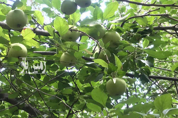 فروش زمین باغ تهران ۲۱۰۰ متر فیروزکوه-2