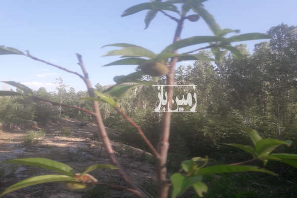 فروش زمین باغ تهران ۲۱۰۰ متر فیروزکوه-4