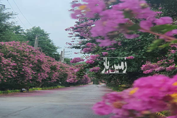 فروش زمین مسکونی شمال ۷۹۰ متر کلارآباد شهرک دسا-3