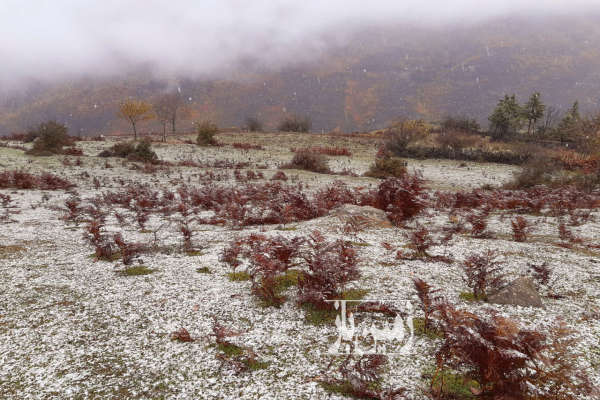 فروش زمین باغ کشاورزی شمال ۲۰۰۰ متر پلسفید روستای ولیکبن-2