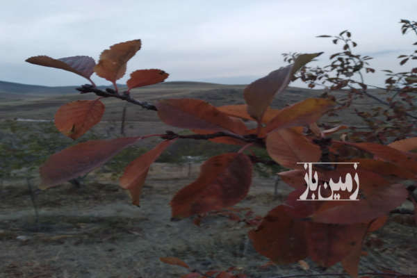 فروش زمین باغ زنجان ۶۰۰۰ متر ابهر روستای حصار عبدالکریم-1