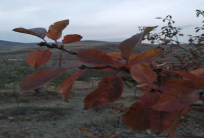 فروش زمین باغ زنجان ۶۰۰۰ متر ابهر روستای حصار عبدالکریم