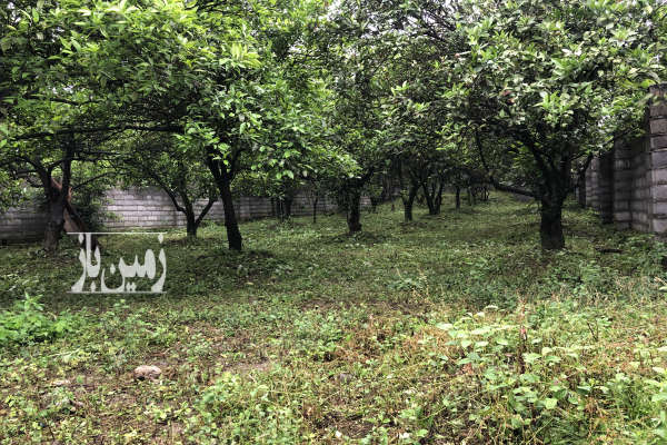 فروش زمین مسکونی کشاورزی شمال ۴۶۳ متر چالوس امام رود زوات غرب-2