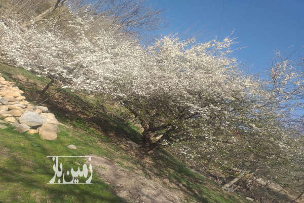 فروش زمین باغ شمال ۲۲۰ متر آمل کوه نمارستاق-1