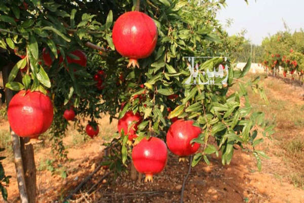 فروش زمین باغ شمال ۱۰۰۰۰ متر بهشهر-1