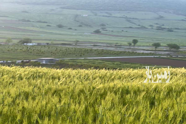 فروش زمین باغچه شمال ۲۰۰ متر کیاسر ساری روستای تلوکلا-3