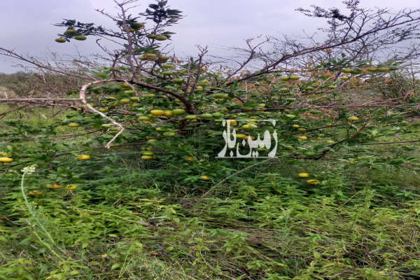 فروش زمین کشاورزی شمال ۴۰۰ متر ساری ذغال چال-1