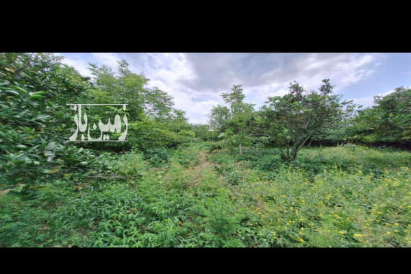 فروش زمین مسکونی باغ کشاورزی شمال ۳۰۰ متر ساری روستای خارکش-3