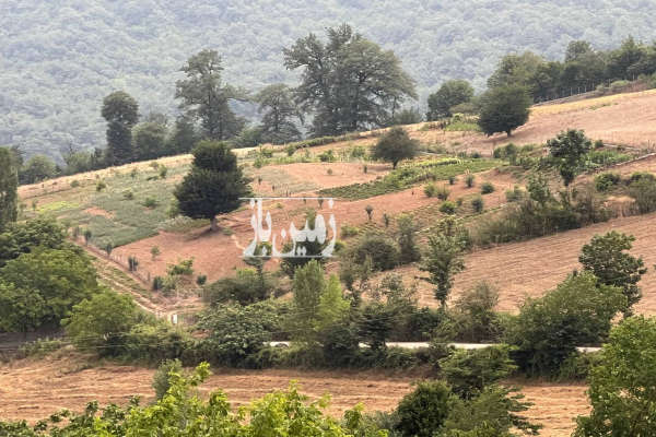 فروش زمین باغ کشاورزی شمال ۲۰۰۰ متر ساری-4