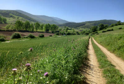 فروش زمین کشاورزی شمال ۱۵۰۰ متر کیاسر روستای لالا