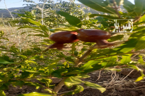 فروش زمین باغ کرمانشاه ۲۴۰۰ متر روانسر روستای پشتنگ-1