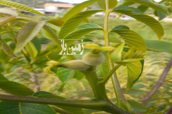 فروش زمین باغ کرمانشاه ۲۴۰۰ متر روانسر روستای پشتنگ-2