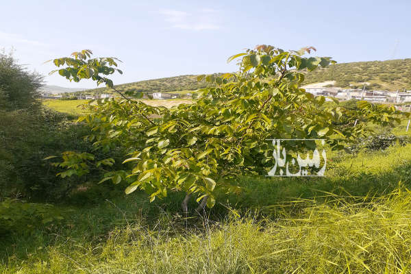 فروش زمین باغ کرمانشاه ۲۴۰۰ متر روانسر روستای پشتنگ-4