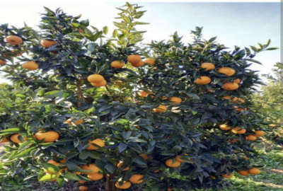 فروش زمین باغ شمال ۲۵۰ متر ساری اکند