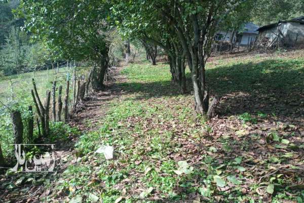 فروش زمین مسکونی گیلان ۱۰۰۰ متر رضوان‌شهر روستای ارده-3