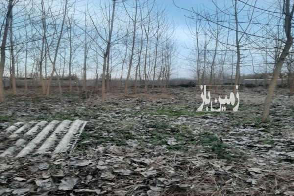 فروش زمین مسکونی گیلان ۱۵۵۰ متر خمام روستای تیسیه-2