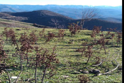 فروش زمین مسکونی شمال ۷۵۰ متر فریم ‌دودانگه روستای مسکوپا