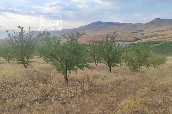 فروش زمین کشاورزی کردستان ۱۰۰۰۰ متر سقز-4