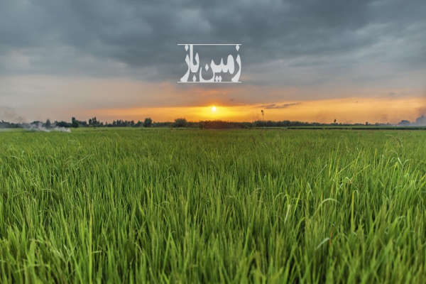 فروش زمین باغ کشاورزی شمال ۲۳۵۶ متر فریدون‌ کنار روستای نواحی محله-1