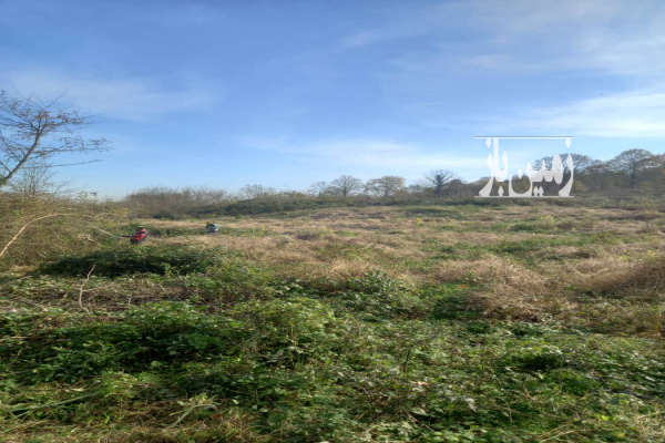 فروش زمین کشاورزی گیلان ۵۰۰۰ متر لاهیجان روستای اهندان لواسی محله-2