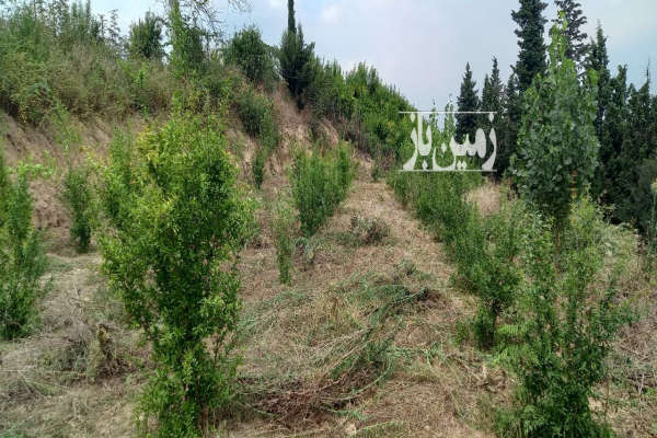 فروش زمین باغ شمال ۲۷۰۰ متر بهشهر روستای کوهستان-1