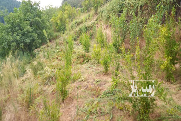 فروش زمین باغ شمال ۲۷۰۰ متر بهشهر روستای کوهستان-2