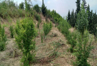 فروش زمین باغ شمال ۲۷۰۰ متر بهشهر روستای کوهستان
