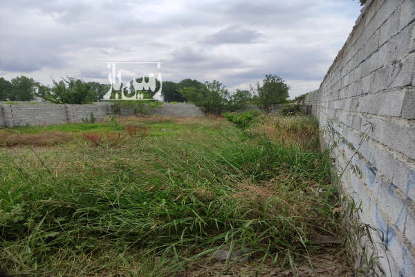 فروش زمین باغ شمال ۲۰۰ متر قائمشهر روستای افراکتی-4