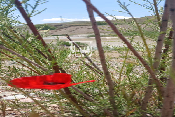 فروش زمین مسکونی کشاورزی شمال ۱۹۵۰ متر ساری بین روستای حیدرابادوطاهراباد-1