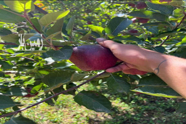 فروش زمین باغ کشاورزی آذربایجان غربی ۲۴۰۰۰۰ متر اشنویه جاشیران-2