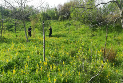 فروش زمین باغ کشاورزی شمال ۱۰۲۰ متر ساری روستای سنگتراشان