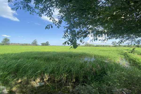 فروش زمین کشاورزی شمال ۴۱۵۰ متر آمل روستای هشتل-1