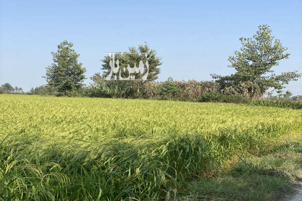 فروش زمین کشاورزی شمال ۴۱۵۰ متر آمل روستای هشتل-3