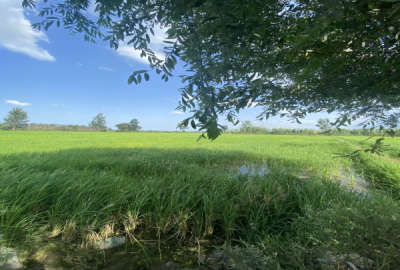 فروش زمین کشاورزی شمال ۴۱۵۰ متر آمل روستای هشتل