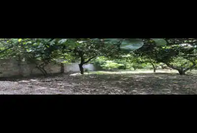 زمین شمال ۲۳۷ متر جویبار روستای دیوکلا الیمون