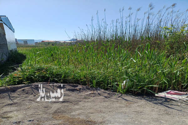 فروش زمین مسکونی گیلان ۱۳۶ متر لنگرود جاده چمخاله موبندان-1