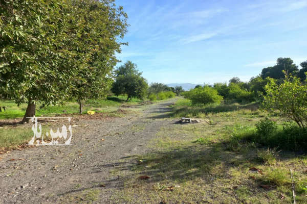 فروش زمین مسکونی کشاورزی هرمزگان ۲۱۰۰۰ متر دهبارز روستای برنطین-1